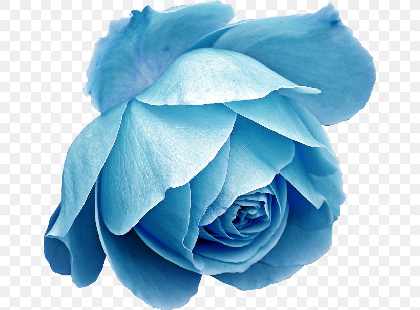 Blue Rose Image Flower, PNG, 649x606px, Blue Rose, Beach Rose, Blue, Blue Flower, Cut Flowers Download Free
