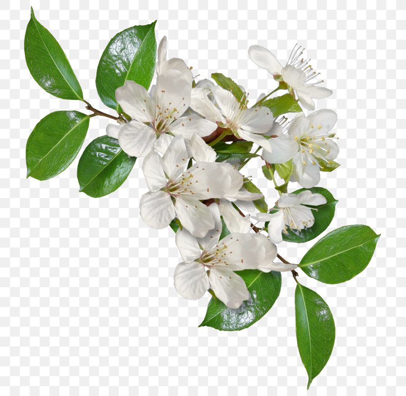 Cut Flowers Lilac, PNG, 745x800px, Flower, Blossom, Branch, Cut Flowers, Jasmine Download Free