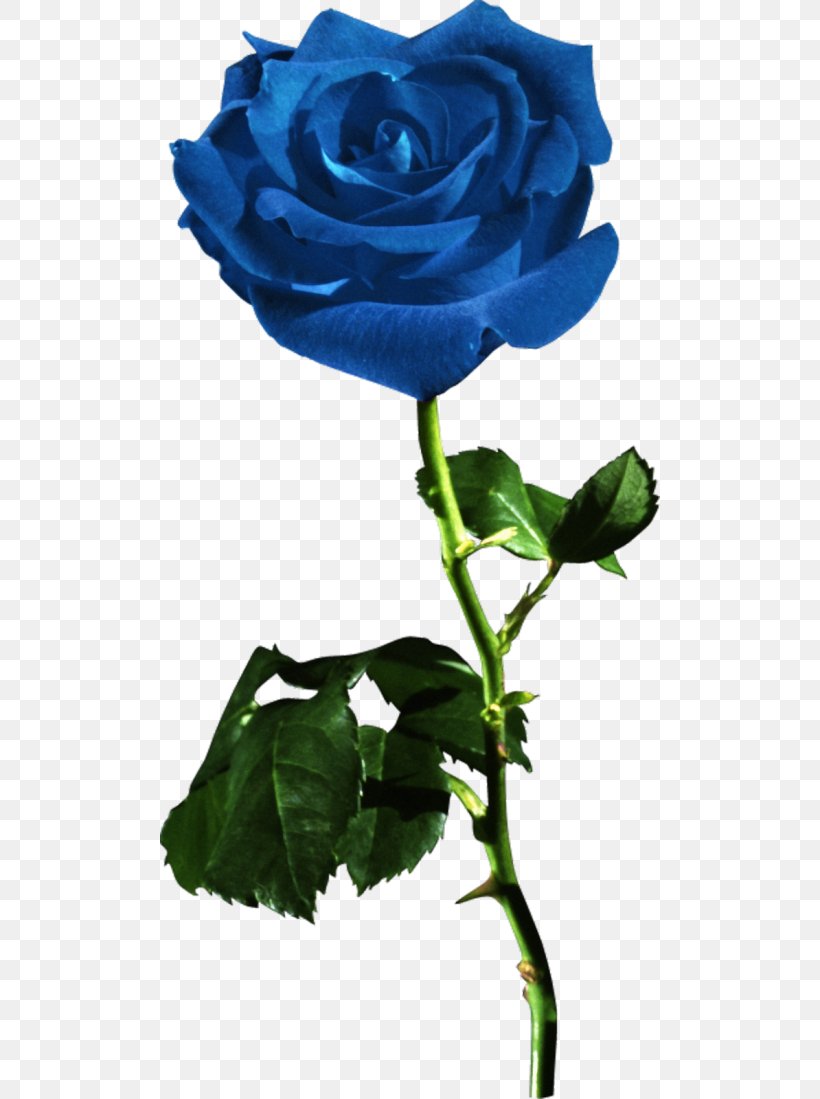 Garden Roses Blue Rose Flower Red, PNG, 500x1099px, Garden Roses, Artificial Flower, Blue, Blue Rose, Cut Flowers Download Free