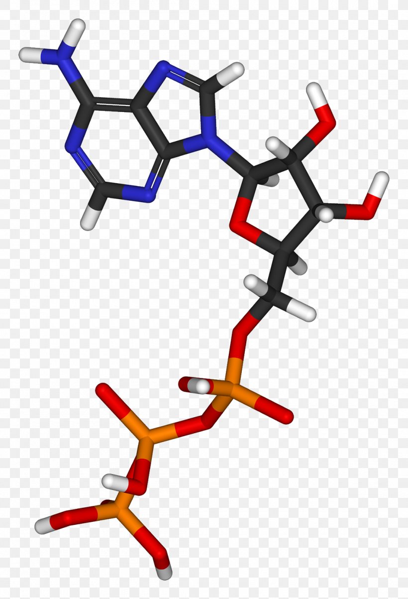 Photosynthesis Biology Chloroplast RuBisCO Ask A Biologist, PNG, 1100x1615px, Photosynthesis, Area, Ask A Biologist, Biologist, Biology Download Free