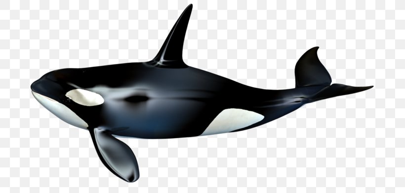 The Killer Whale Cetacea, PNG, 737x392px, Killer Whale, Blowhole, Bowhead Whale, Cetacea, Dolphin Download Free