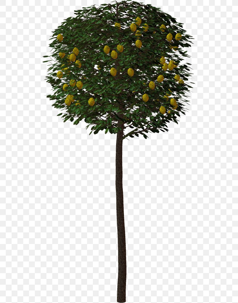 Tree Shrub Clip Art, PNG, 529x1043px, Tree, Blog, Bonsai, Branch ...