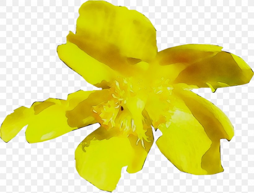 Yellow Flowering Plant Plants, PNG, 1218x928px, Yellow, Amaryllis Family, Cattleya, Flower, Flowering Plant Download Free