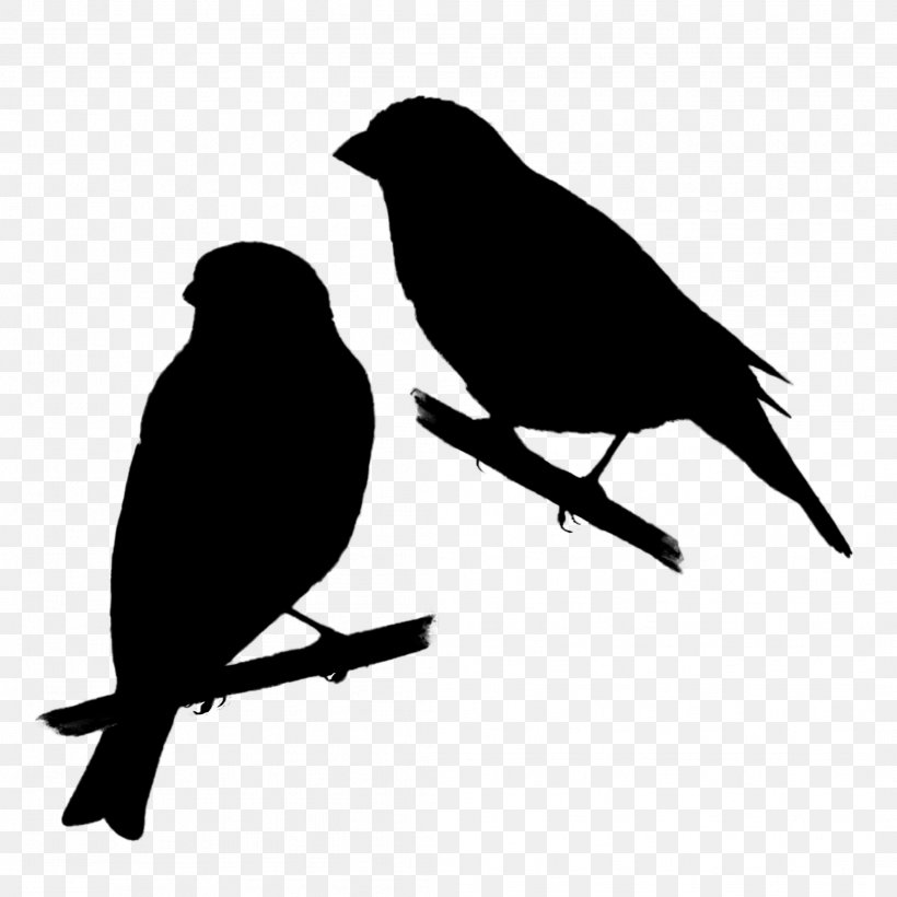 American Crow American Sparrows Beak Fauna Silhouette, PNG, 2113x2113px, American Crow, American Sparrows, Beak, Bird, Black Download Free