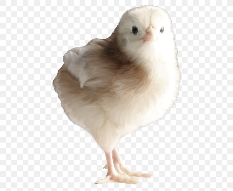 Chicken Photography Copyright Clip Art, PNG, 500x670px, Chicken, Animal, Author, Beak, Bird Download Free