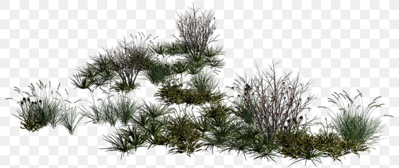 Clip Art, PNG, 800x346px, Pine, Art, Branch, Christmas Tree, Conifer Download Free