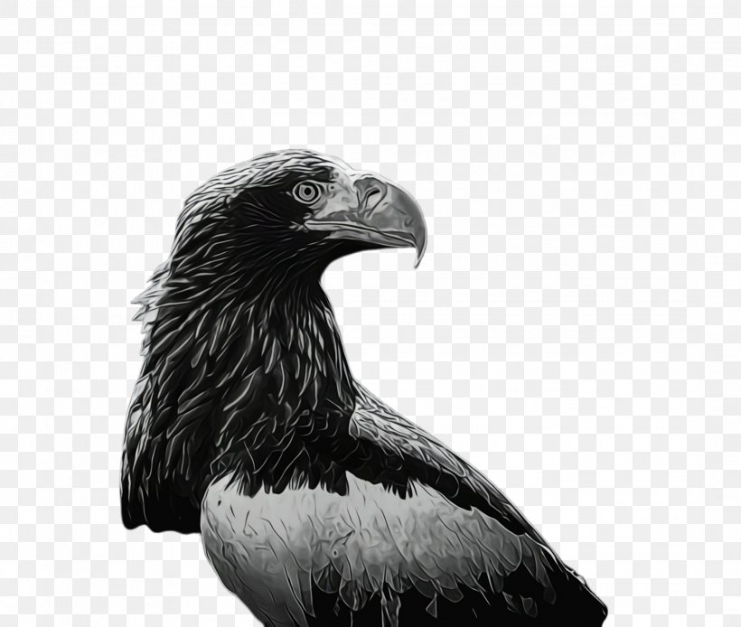 Eagle Bird, PNG, 2172x1840px, Bald Eagle, Accipitridae, Beak, Bird, Bird Of Prey Download Free