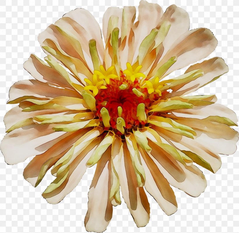 Floristry Chrysanthemum Cut Flowers Transvaal Daisy Petal, PNG, 1522x1489px, Floristry, Aster, Barberton Daisy, Chrysanthemum, Chrysanths Download Free