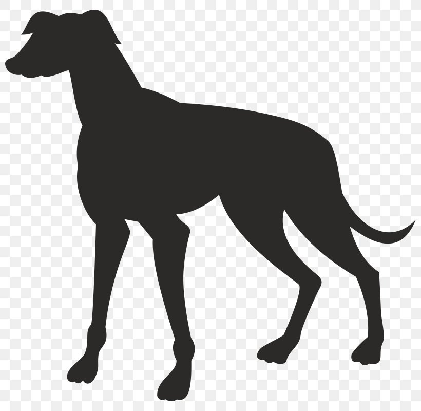 Greyhound Lines Vector Graphics Royalty-free Image, PNG, 800x800px, Greyhound, American Staghound, Ancient Dog Breeds, Azawakh, Canidae Download Free
