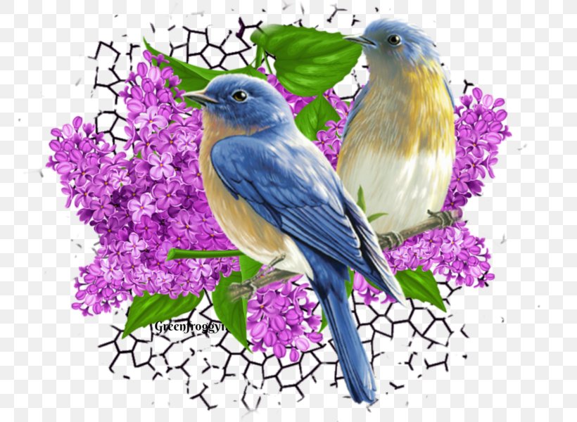 Beak Finches Illustration Fauna Graphics, PNG, 800x600px, Beak, Atlantic Canary, Bird, Bluebird, Canary Download Free