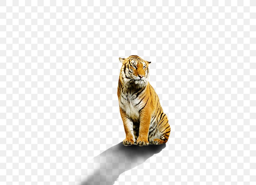 Bengal Tiger Stock Photography White Tiger, PNG, 591x591px, Bengal Tiger, Animal, Big Cats, Carnivoran, Cat Like Mammal Download Free