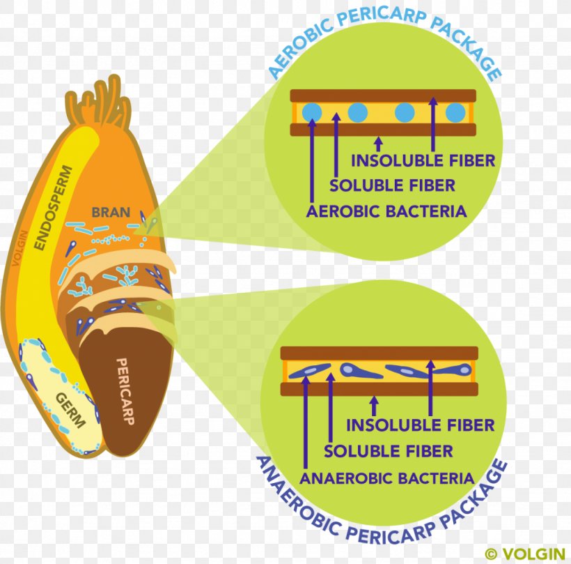 Dietary Fiber Microbiota Gut Flora Bacteria Food, PNG, 1024x1011px, Dietary Fiber, Anaerobic Organism, Area, Bacteria, Brand Download Free