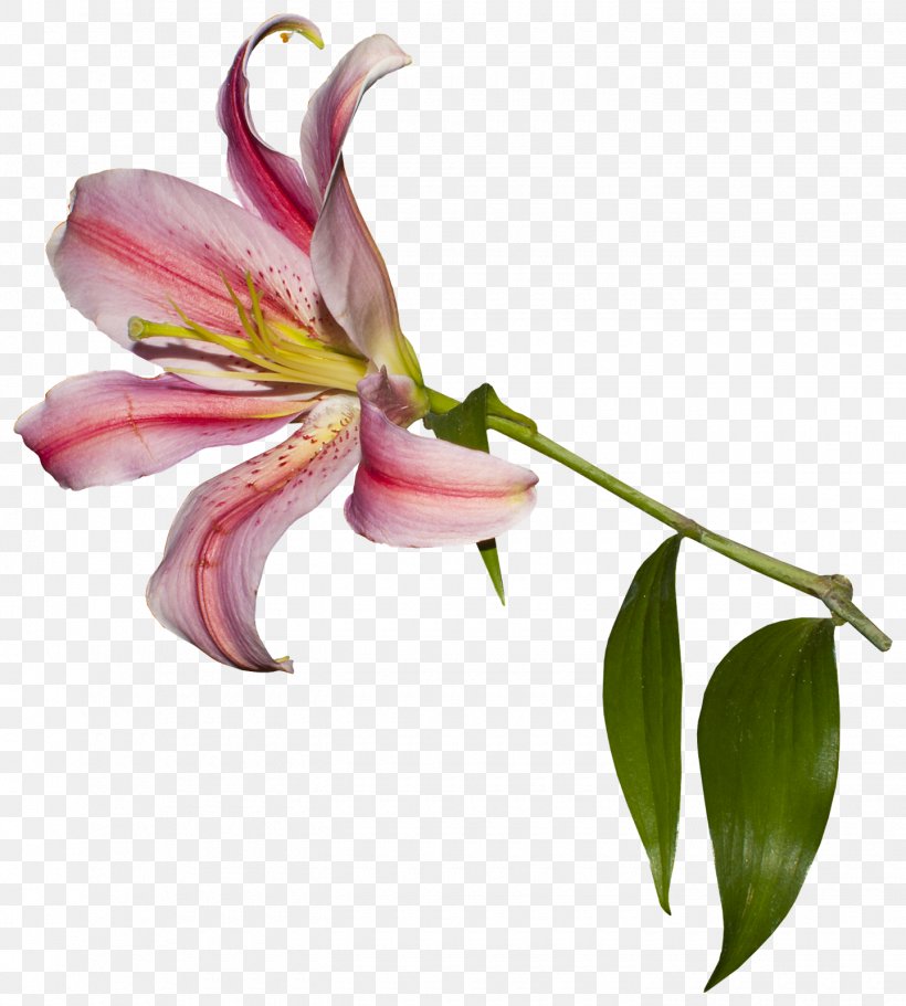 Lilium Logo Cut Flowers Lily Of The Incas Lettering, PNG, 1440x1600px, Lilium, Alstroemeriaceae, Blog, Cut Flowers, Daylily Download Free