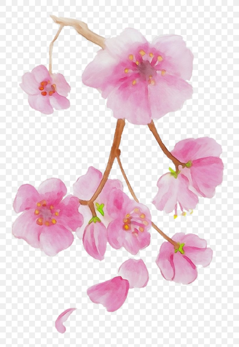 Watercolor Flower Background, PNG, 800x1190px, Watercolor, Begonia, Blossom, Branch, Cerasus Download Free