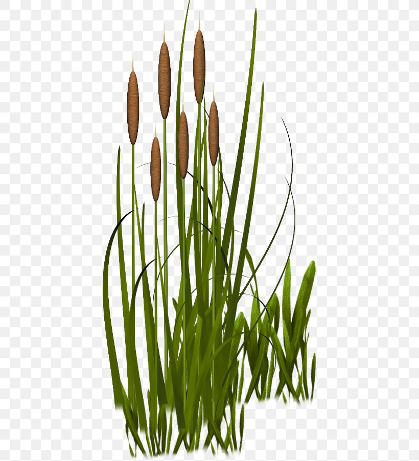 Grasses Plant Vegetation Clip Art, PNG, 420x902px, Grasses, Commodity, Computer Software, Data Compression, Flower Download Free