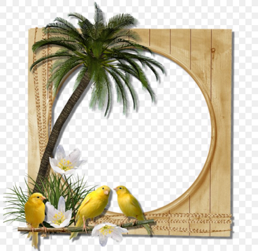 Picture Frames Photography Clip Art, PNG, 800x800px, Picture Frames, Ananas, Blog, Bonjour, Bromeliaceae Download Free