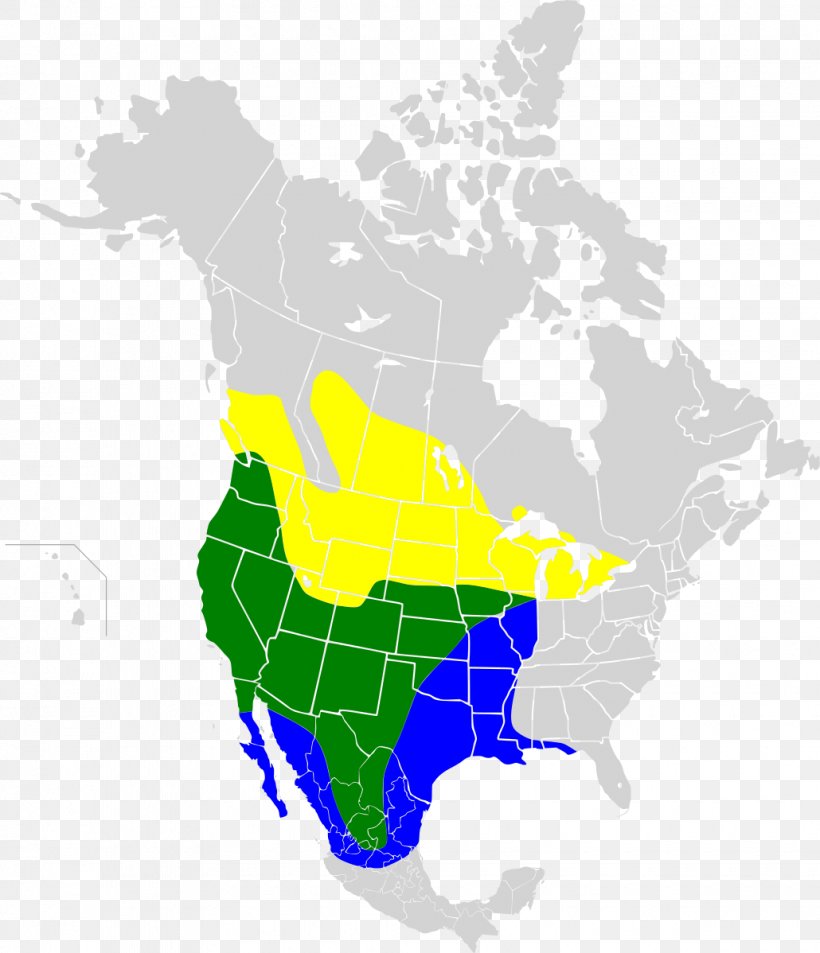House Finch United States Map Finches Canyon Wren, PNG, 1030x1198px, House Finch, Area, Diagram, Douglas Squirrel, Finches Download Free