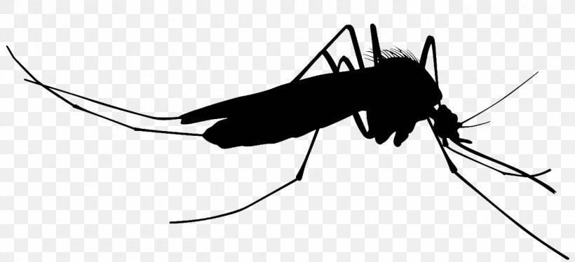 Mosquito Silhouette Clip Art, PNG, 1300x594px, Mosquito, Arthropod, Black And White, Cricket, Cricket Like Insect Download Free