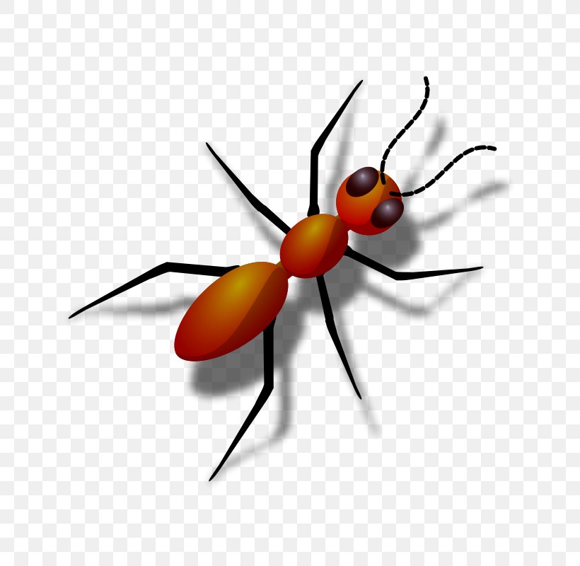 Queen Ant Free Content Clip Art, PNG, 800x800px, Ant, Arthropod, Black Garden Ant, Drawing, Fly Download Free