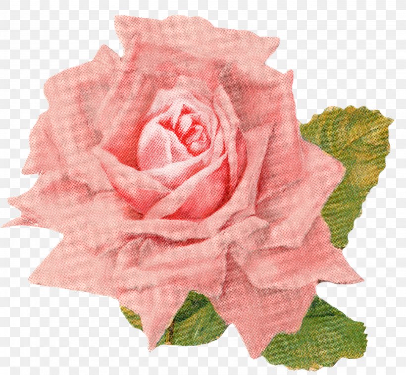 Vintage Roses: Beautiful Varieties For Home And Garden Clip Art, PNG, 2761x2550px, Rose, Art, Cut Flowers, Drawing, Floribunda Download Free