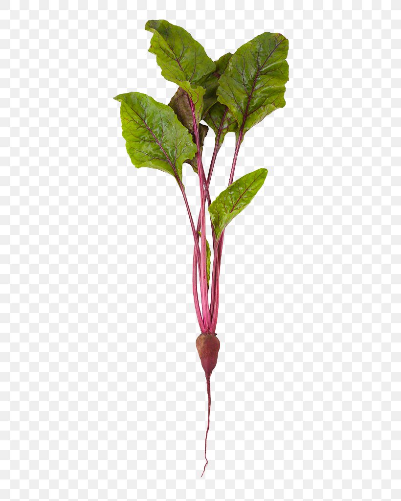 Beetroot Common Beet Vegetable Stock Photography Organic Food, PNG, 683x1024px, Common Beet, Beetroot, Beta, Branch, Food Download Free