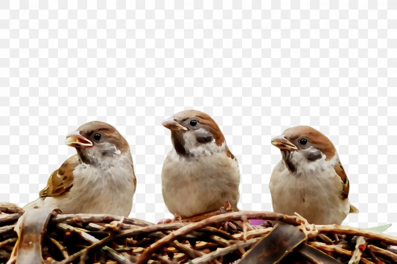 Bird Beak Sparrow House Sparrow Chipping Sparrow, PNG, 2448x1632px, Watercolor, Adaptation, Beak, Bird, Chipping Sparrow Download Free