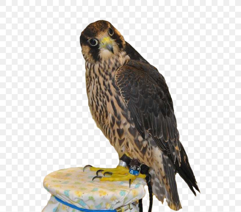 Hawk Owl Squirrel Peregrine Falcon, PNG, 743x721px, Hawk, Animal, Beak, Bird, Bird Of Prey Download Free