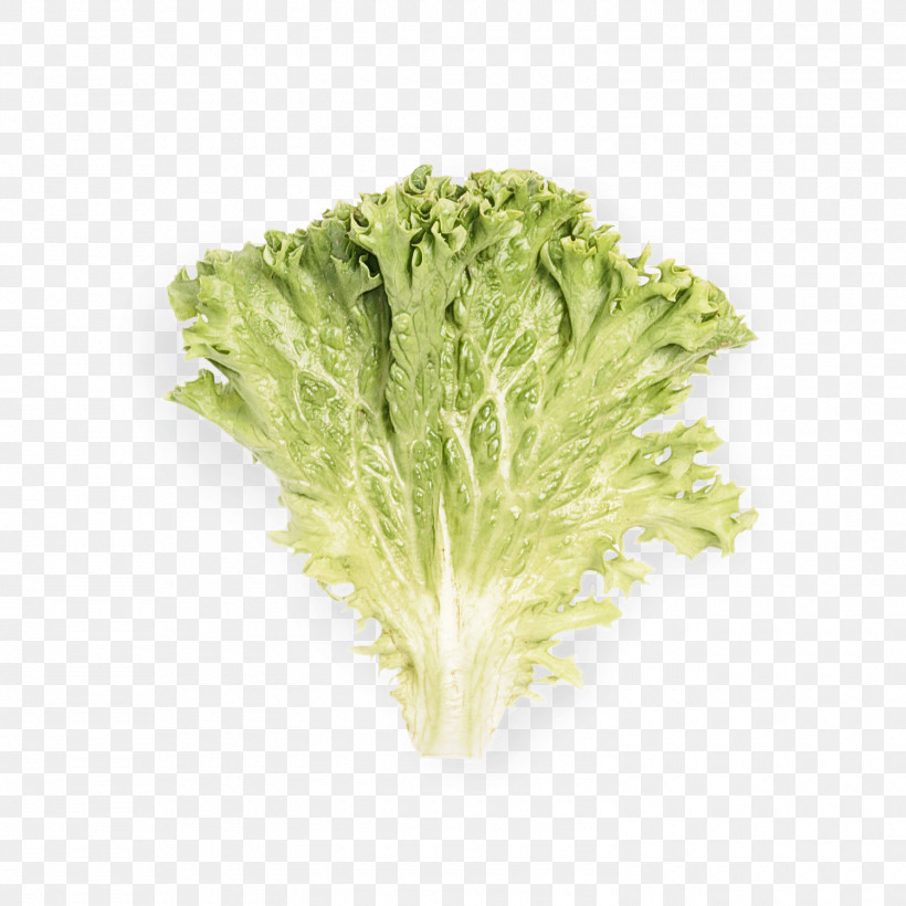 Leaf Vegetable Lettuce Vegetable Romaine Lettuce Red Leaf Lettuce, PNG, 1500x1500px, Leaf Vegetable, Cabbage, Food, Iceburg Lettuce, Leaf Download Free