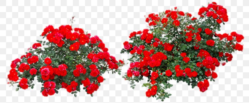 Rose Flower Shrub, PNG, 800x342px, Rose, Annual Plant, Artificial Flower, Cut Flowers, Flora Download Free