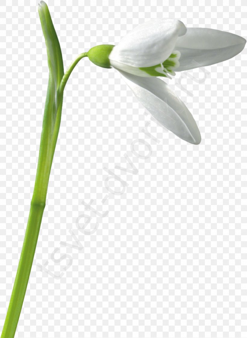 Snowdrop Flower, PNG, 936x1280px, Snowdrop, Computer Software, Cut Flowers, Email, Flower Download Free