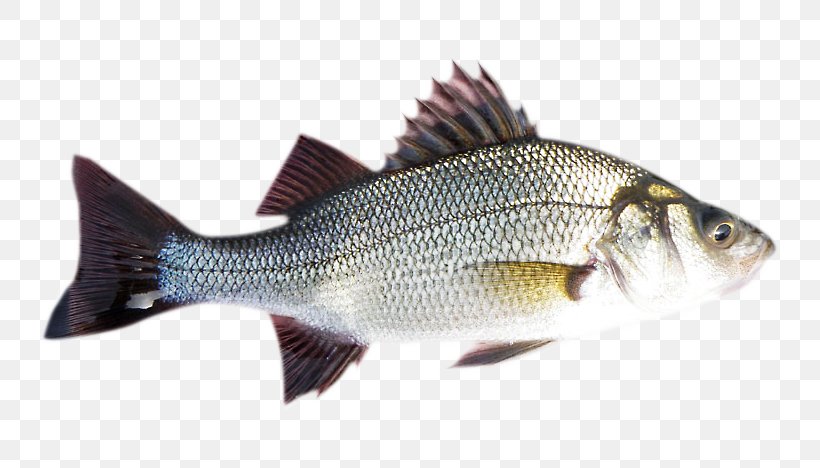 Striped Bass White Perch Barramundi Fish, PNG, 800x468px, Bass, Barramundi, Bony Fish, Carp, Common Rudd Download Free