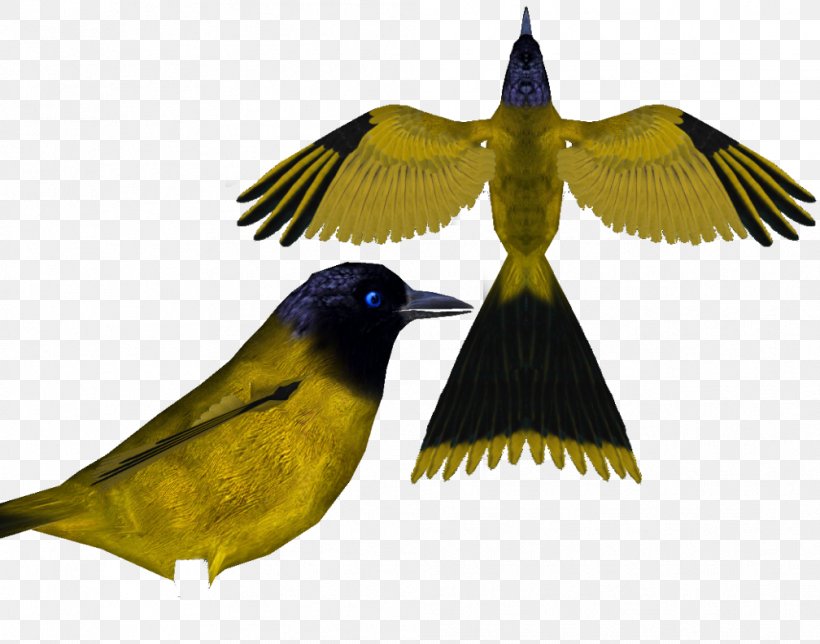 Birds Of The World: Recommended English Names Beak Finches Bulbul, PNG, 1008x792px, Bird, Adoption, Beak, Blackheaded Bulbul, Bulbul Download Free