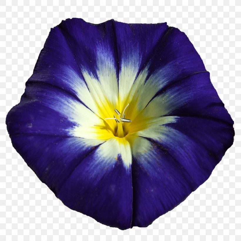 Blue Flower Purple Violet Ipomoea Nil, PNG, 1280x1280px, Blue, Beach Moonflower, Blue Flower, Flower, Flowering Plant Download Free