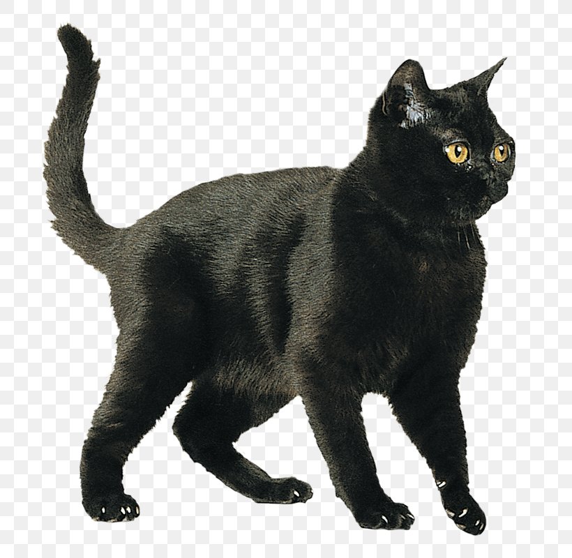 Bombay Cat Russian Blue British Shorthair American Shorthair Burmese Cat, PNG, 800x800px, Bombay Cat, American Shorthair, American Wirehair, Asian, Asian Semi Longhair Download Free