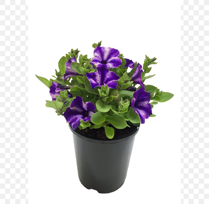 Flowerpot Cut Flowers Herb, PNG, 800x800px, Flowerpot, Cut Flowers, Flower, Flowering Plant, Herb Download Free