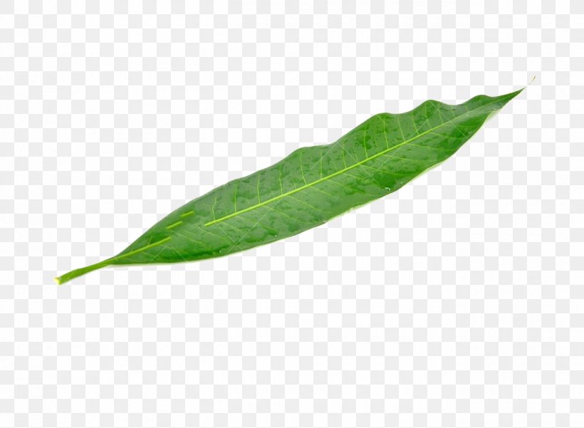 Leaf Mango Green Mangifera Indica, PNG, 1300x953px, Leaf, Designer, Fruit, Green, Mangifera Indica Download Free