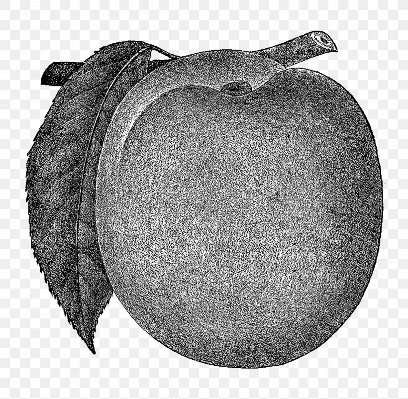 Black And White Fruit, PNG, 1600x1566px, Black And White, Black, Digital Image, Fruit, Monochrome Download Free