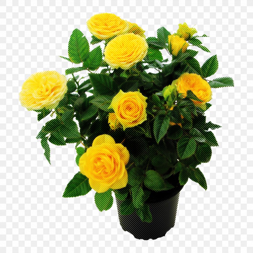 Garden Roses, PNG, 3000x3000px, Flower, Bouquet, Floribunda, Flowering Plant, Garden Roses Download Free