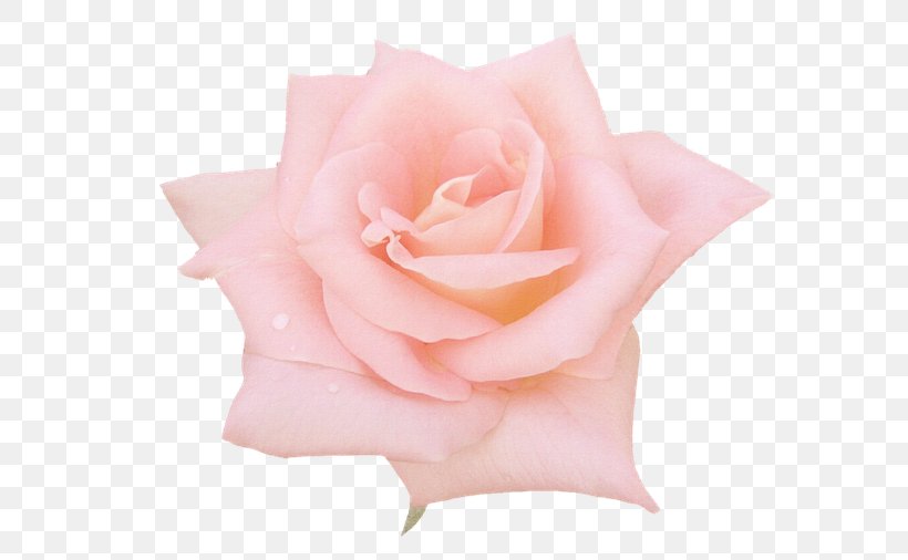 Garden Roses Still Life: Pink Roses Centifolia Roses, PNG, 610x506px, Garden Roses, Blackpink, Centifolia Roses, Color, Cut Flowers Download Free