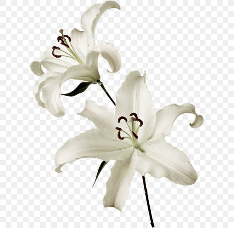 Lilium Flower White Clip Art, PNG, 612x800px, Lilium, Cut Flowers, Digital Image, Flower, Flowering Plant Download Free