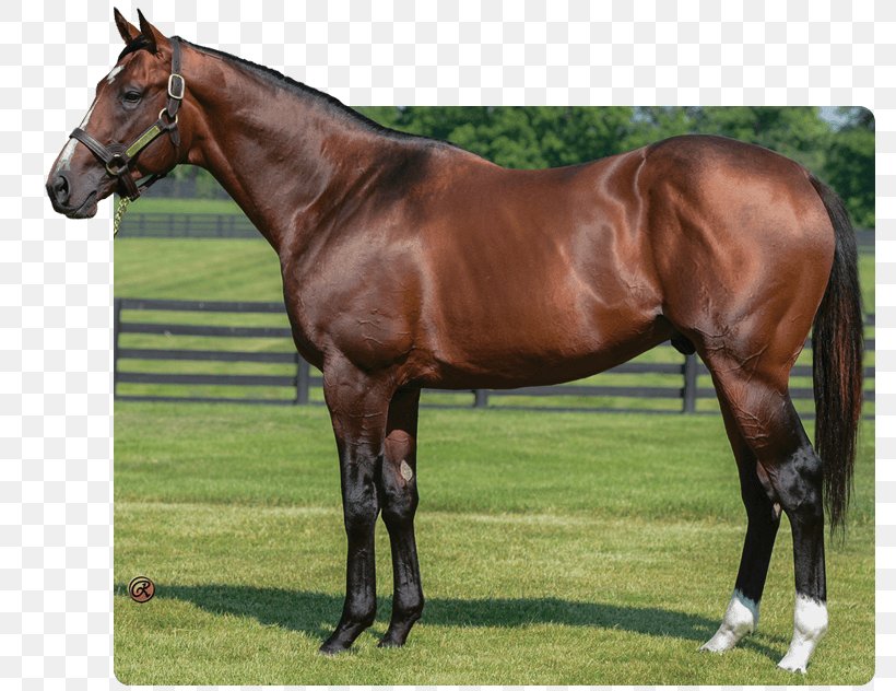 Stallion Thoroughbred Three Chimneys Farm Mare Colt, PNG, 783x632px, Stallion, Bloodhorse, Bridle, Colt, Distorted Humor Download Free