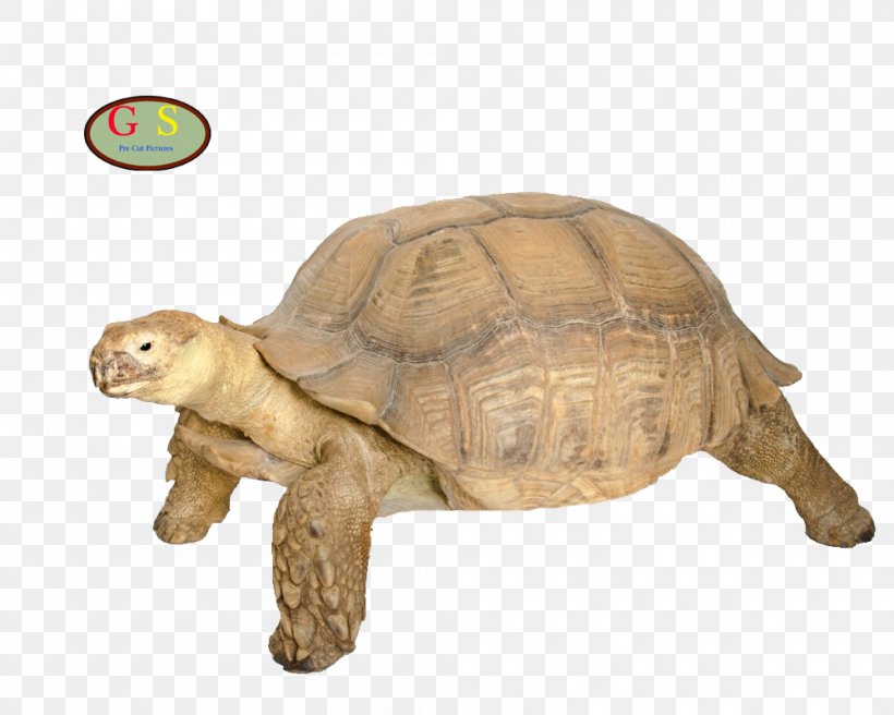 Box Turtle Tortoise Reptile M4 Sherman, PNG, 1000x800px, Turtle, Animal Figure, Box Turtle, Cheloniidae, Emydidae Download Free