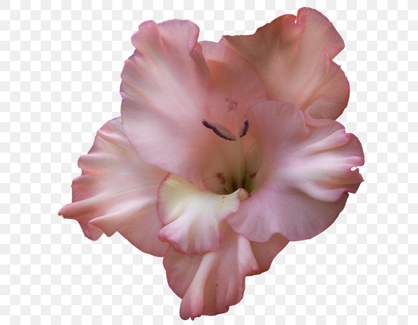 Gladiolus Flower Clip Art, PNG, 650x639px, Gladiolus, Birth Flower, Bulb, Color, Cut Flowers Download Free