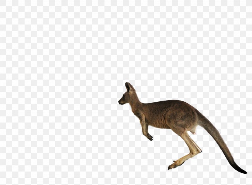 Macropodidae Kangaroo Jumping, PNG, 1536x1133px, Macropodidae, Animal, Animal Figure, Animation, Fauna Download Free