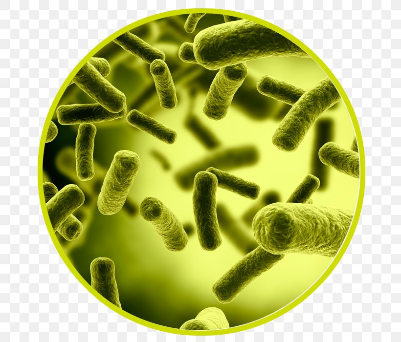 Bacteria Medical Diagnosis Debridement E. Coli Antibiotics, PNG, 700x700px, Bacteria, Antibiotics, Antimicrobial Resistance, Debridement, Disease Download Free