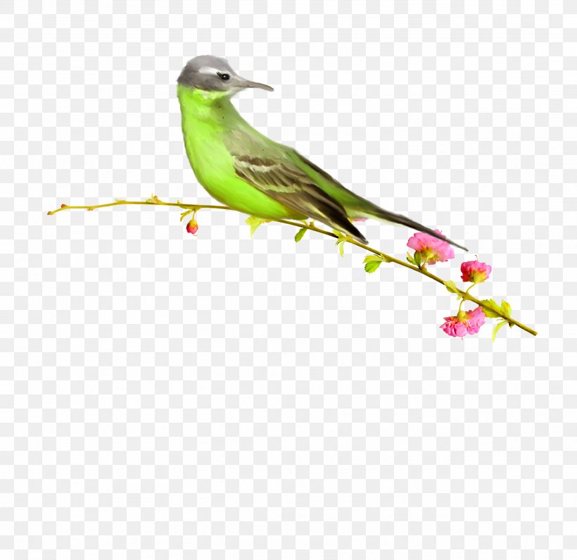 Bird Clip Art, PNG, 2597x2519px, Bird, Adobe Flash, Beak, Branch, Coraciiformes Download Free
