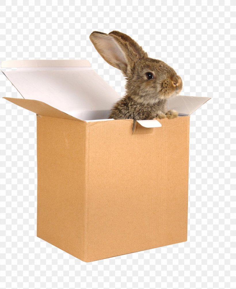 Domestic Rabbit European Rabbit Paper Hare, PNG, 3432x4206px, Domestic Rabbit, Animal, Box, European Rabbit, Fauna Download Free