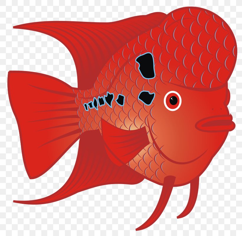 Flowerhorn Cichlid Carassius Auratus Fish Clip Art, PNG, 800x800px, Flowerhorn Cichlid, Aquarium, Art, Carassius Auratus, Cartoon Download Free