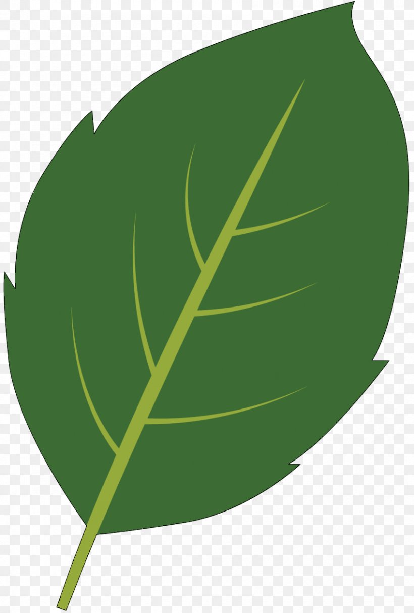 Leaf Plant Stem Plants, PNG, 848x1256px, Leaf, Botany, Eucalyptus, Flower, Green Download Free