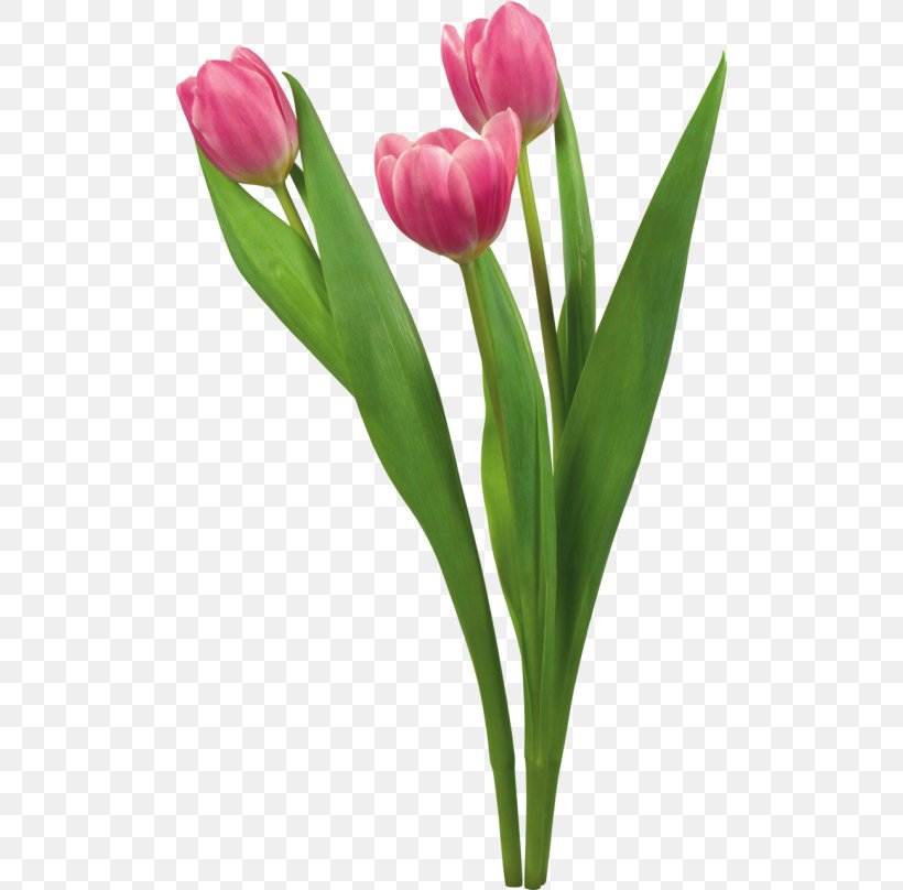 Desktop Wallpaper Tulip Flower High-definition Television Display Resolution, PNG, 500x808px, Tulip, Bud, Color, Computer, Cut Flowers Download Free